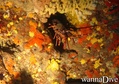 scuba diving photo