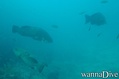 scuba diving photo