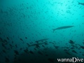 scuba diving photo