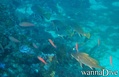 scuba diving photo