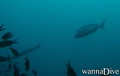 scuba diving photo