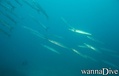 scuba diving photo