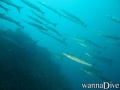 scuba diving photo