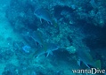 scuba diving photo
