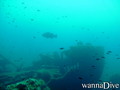 scuba diving photo