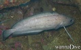 scuba diving photo