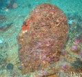 scuba diving photo
