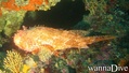 scuba diving photo