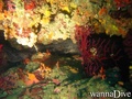 scuba diving photo