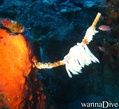 scuba diving photo