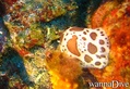 scuba diving photo