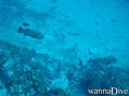 scuba diving photo