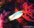 scuba diving photo