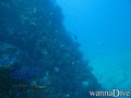 scuba diving photo