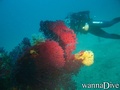 scuba diving photo