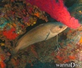 scuba diving photo