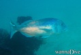 scuba diving photo