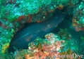 scuba diving photo