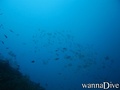 scuba diving photo