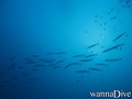 scuba diving photo