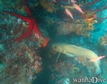 scuba diving photo