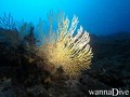 scuba diving photo