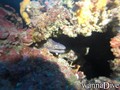 scuba diving photo