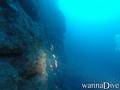 scuba diving photo