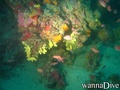 scuba diving photo