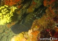 scuba diving photo