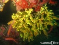 scuba diving photo
