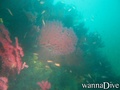 scuba diving photo