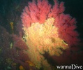 scuba diving photo