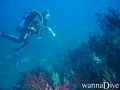 scuba diving photo
