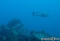 scuba diving photo