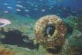 foto de buceo