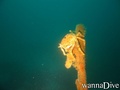 scuba diving photo