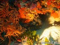 scuba diving photo
