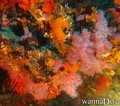 scuba diving photo