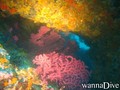 scuba diving photo