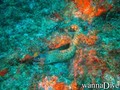 scuba diving photo