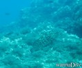scuba diving photo