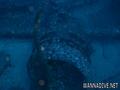 scuba diving photo
