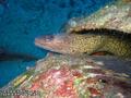 scuba diving photo
