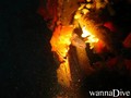 scuba diving photo