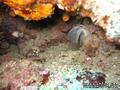 scuba diving photo