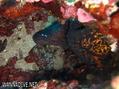 scuba diving photo