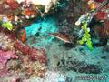 scuba diving photo