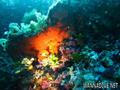 scuba diving photo