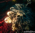 scuba diving photo